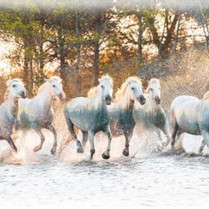 Hoffman Call of the Wild Running Horses Fabric Cotton Quilt Panel 30 x 43