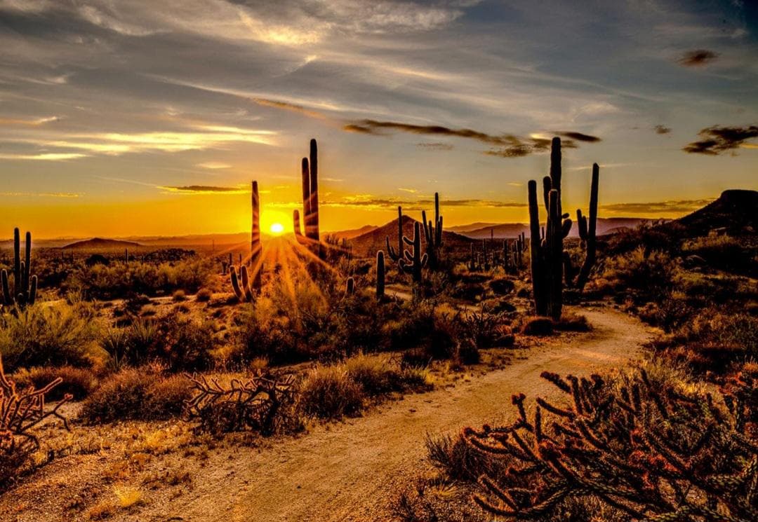 Hoffman Call of the Wild Sunset Desert Cactus Cotton Quilt Panel 30" x 43"