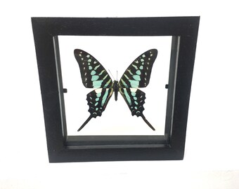 Lovely Blue Graphium Policenes Butterfly/Insect/Taxidermy/Lepidoptera