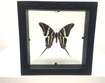 Graphium Rhesus Butterfly/Insect/Taxidermy/Lepidoptera