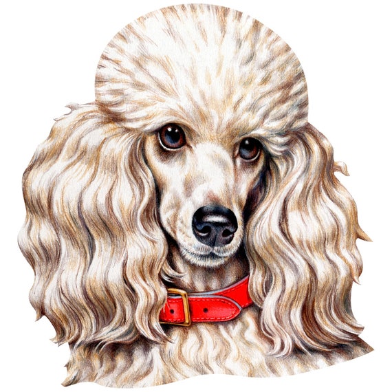 Toy Poodle Calcomania Mi Hijo Es Un Caniche Poodle De La Etsy Toy Poodle Calcomania Mi Hijo Es Un Caniche Poodle De La Etsy