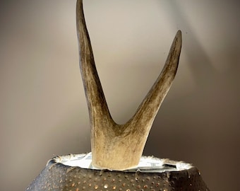 Remate para lámpara de asta de ciervo natural (3 estilos disponibles)