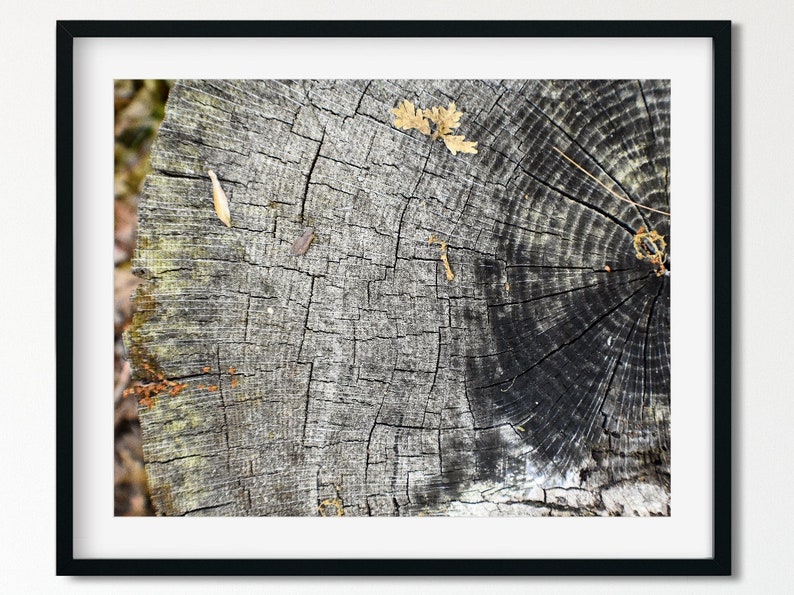 Etsy Tree Rings Print