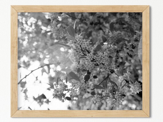 Flower Print Farmhouse Decor Nature Photography