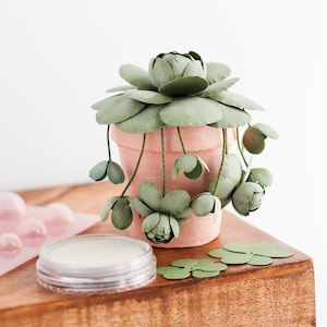 Tappo dunce cinese + Rosetta rotonda Succulenta Fiore di carta SVG / File digitale per Cricut & Silhouette