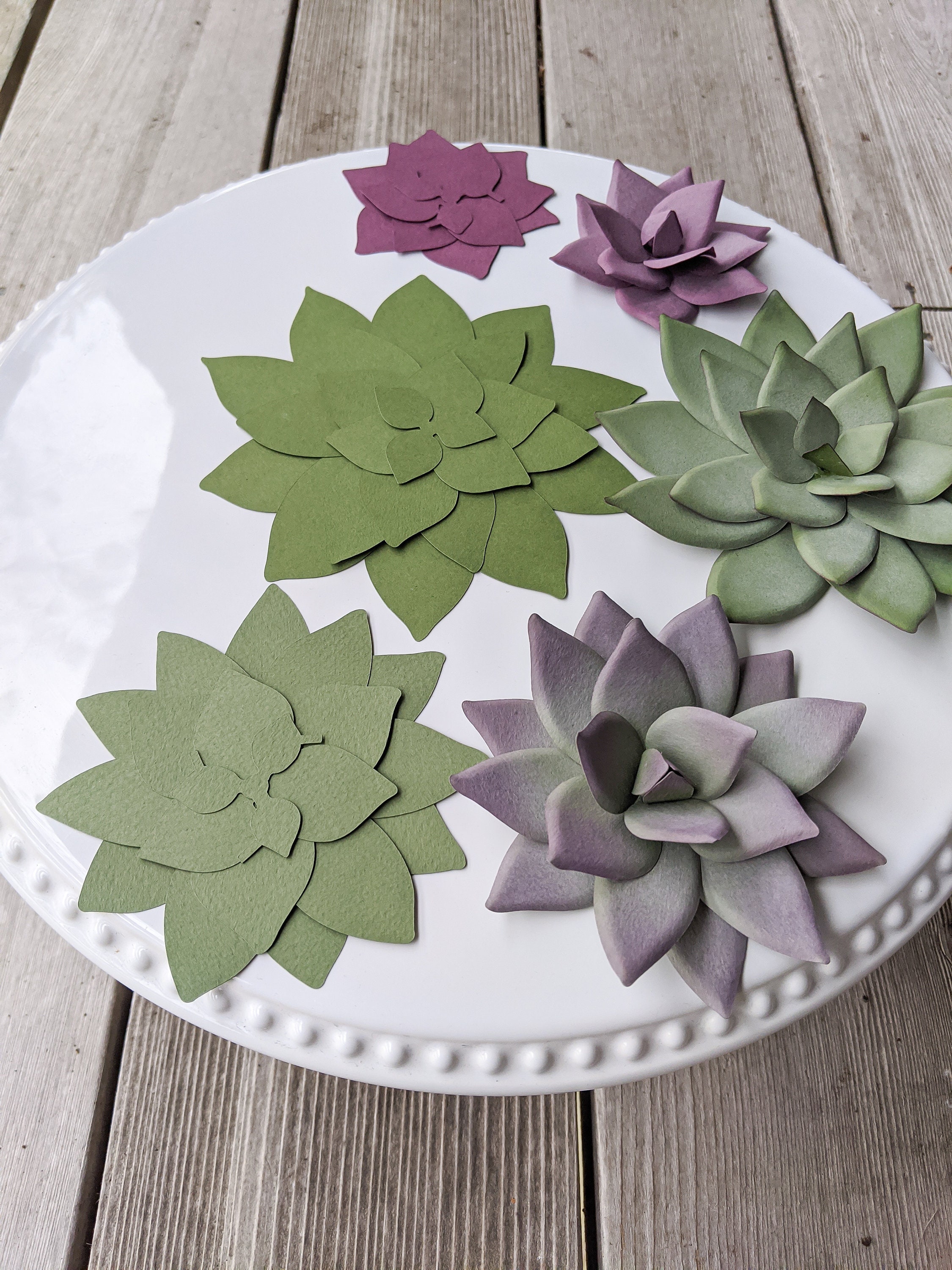 Pointy Succulent in 3 Sizes SVG PDF Digital File for Cricut & Etsy