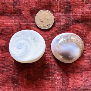 Huge..Gomati Chakra Shell (polished), Real natural shell. Top quality rarest-of-rare fossil. Limited quantity available.