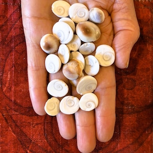 May include: A collection of small, white and tan seashells with a spiral design, held in an open hand. The shells vary in size and have a smooth, polished appearance. The background is a textured, reddish-brown fabric.