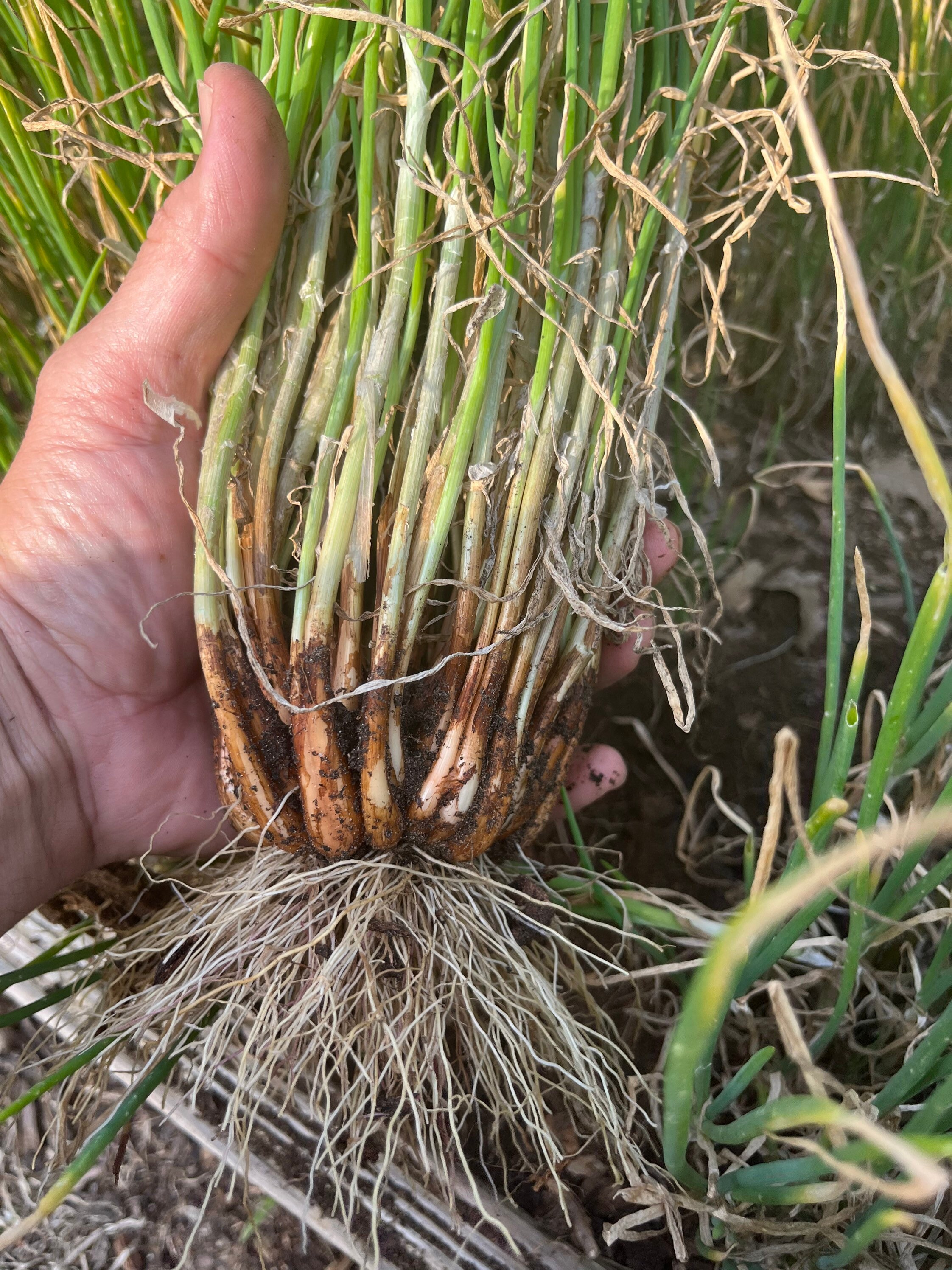 Iitoi Multiplying Green Onion Etsy