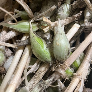May include: A close-up of a bunch of green onions with their roots and stems. The onions are bundled together and have a light green color.