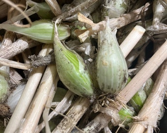 White Perennial Multiplying Onion