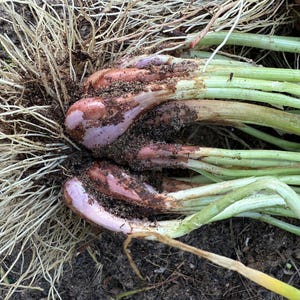 May include: Close-up of freshly harvested shallots with their roots and green stalks still attached. The shallots have a reddish-purple skin and are covered in soil. The green stalks are a vibrant green color.