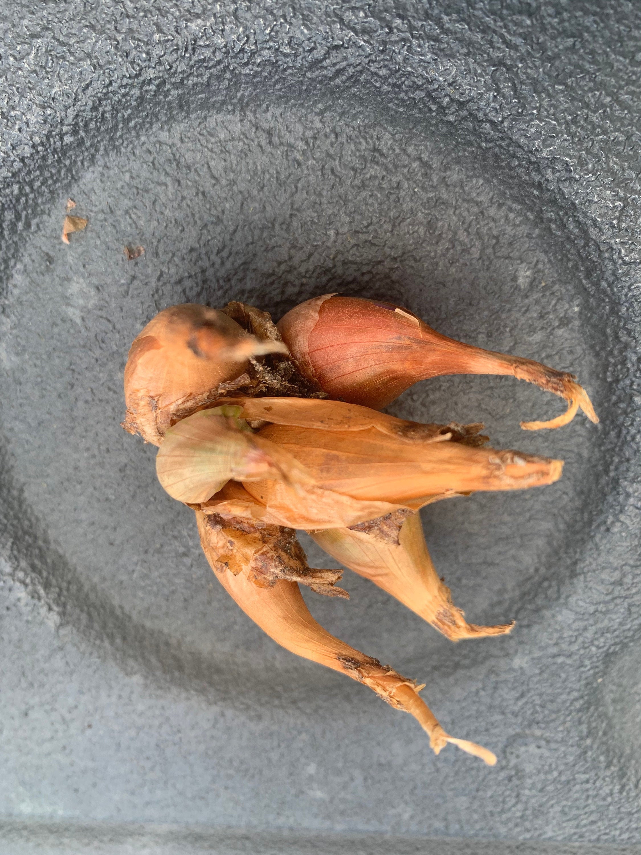 Iitoi Multiplying Green Onion Etsy