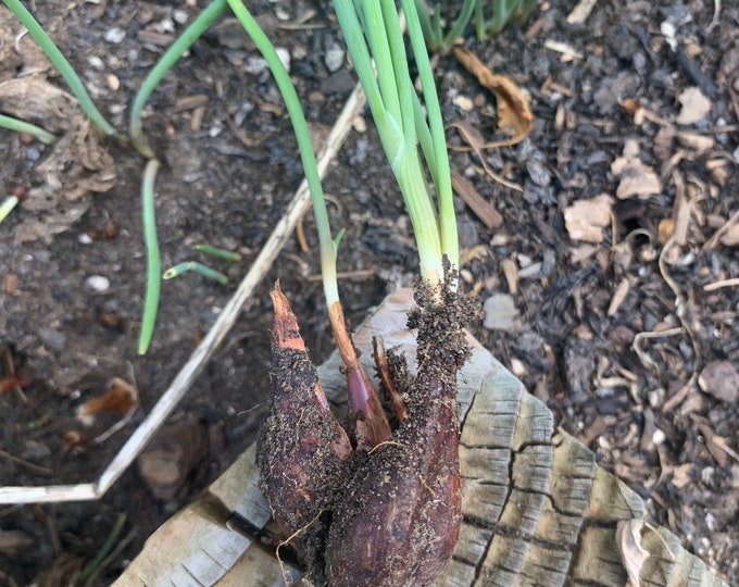 Iitoi Multiplying Green Onion Etsy