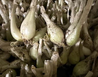 Louisiana Evergreen Shallot