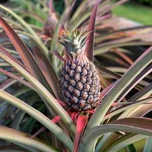 Baby Pineapple - Digital photography download