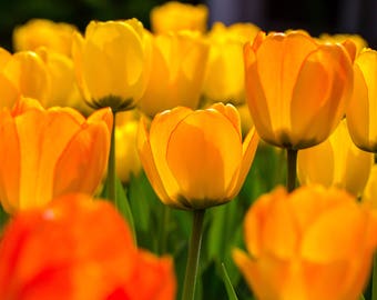 Tulipes - jardin de la fleur plante, 8 x 10 en aluminium métal impression, tirage d’Art paysage photographie couleur HD parfait pour la maison ou au bureau
