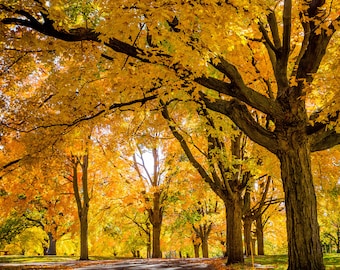 Tunnel - arbres route jaune, 8 x 10 en aluminium métal impression d’automne, paysage Fine Art photographie HD parfait pour la maison ou au bureau de couleur