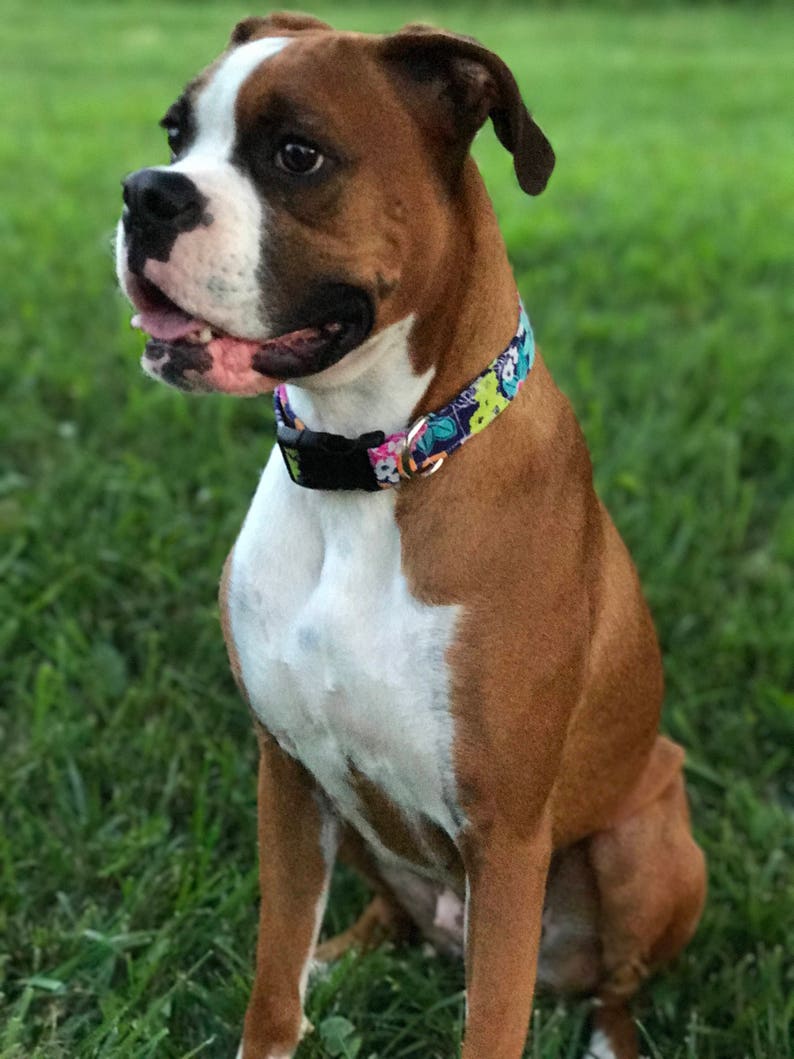 K&ouml;nnte beinhalten: Ein brauner und wei&szlig;er Boxer sitzt auf einer grasbewachsenen Wiese. Der Hund tr&auml;gt ein buntes Halsband mit Blumenmuster.