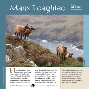 Puede incluir: Las ovejas Manx Loaghtan son una raza de ovejas originarias de la Isla de Man. Son conocidas por su lana única, que viene en una variedad de colores, incluyendo blanco, gris, negro y marrón. Las ovejas son pequeñas, ágiles, de maduración lenta y robustas. El texto en la imagen dice "Origen Isla de Man Muy antiguo".