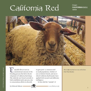 Puede incluir: Un primer plano de una oveja California Red con una lana de color marrón rojizo. La oveja está tumbada en un corral con paja como cama. El texto "California Red" está en la esquina superior izquierda de la imagen. El texto "Origin CALIFORNIA (U.S.) 1970 ff." está en la esquina superior derecha de la imagen.
