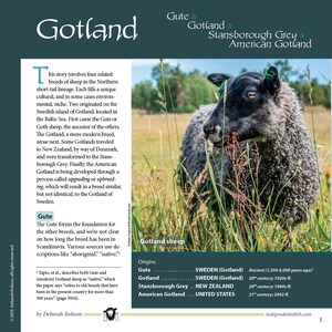 May include: A diagram showing the origins of four related sheep breeds: Gute, Gotland, Stansborough Grey, and American Gotland. The Gute breed originated in Sweden around 1,500 to 6,000 years ago. The Gotland breed originated in Sweden in the 1920s. The Stansborough Grey breed originated in New Zealand in the 1990s. The American Gotland breed originated in the United States in 2003.