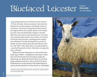 Guide to Fiber Intensive: Bluefaced Leicester (PDF download)