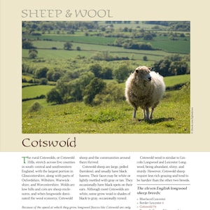 May include: A Cotswold sheep stands in a green field, with rolling hills in the background. The image is from a publication about sheep and wool, with text describing the Cotswold breed and its characteristics. The sheep is white with a fluffy coat.