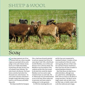 Könnte beinhalten: Foto von mehreren braunen Schafen mit gebogenen Hörnern, die auf einer Wiese stehen. Das Bild trägt die Aufschrift "Sheep & Wool" und "Soay". Die Schafe haben unterschiedlich gefärbtes braunes Fell.
