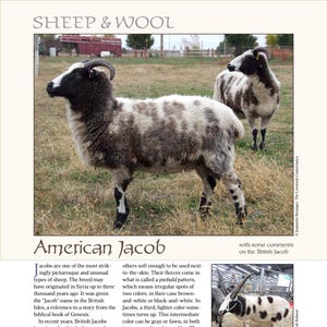 May include: An image of two sheep, one in the foreground and one in the background, with a piebald pattern of brown and white. The sheep have horns and are standing in a grassy field. The text "SHEEP & WOOL" is at the top of the image.