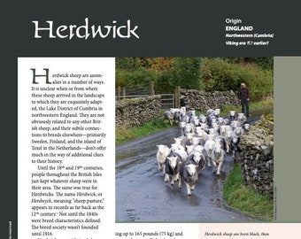 Anleitung für Fibre Intensiv: Herdwick (PDF-Download)