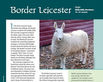 Guide to Fiber Intensive: Border Leicester (PDF download)