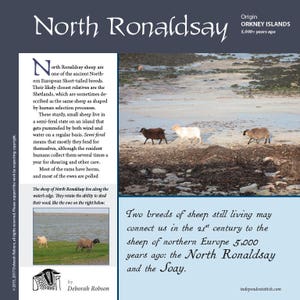 Guide to Fiber Intensive: North Ronaldsay (PDF download)