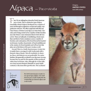 Könnte beinhalten: Nahaufnahme eines braunen Alpakas mit einer hellbraunen Schnauze und einer dunkelbraunen Nase. Das Alpaka trägt ein braunes Lederhalfter. Der Text "Alpaca - Paco-vicuña" befindet sich oben im Bild. Der Text "Origins UNITED STATES Late 20th century" befindet sich oben rechts im Bild.