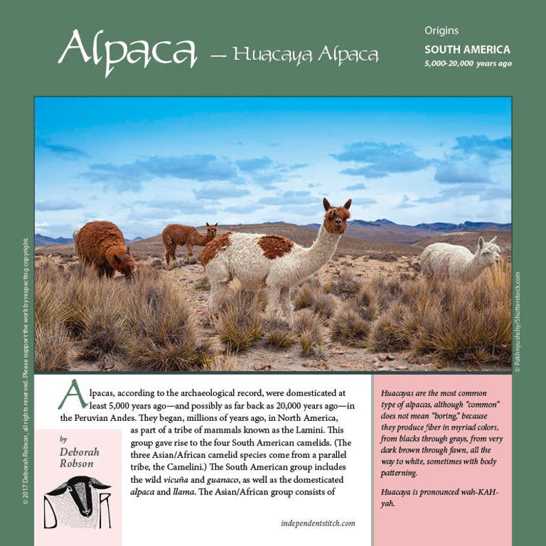 Guide to Fiber Intensive: Alpaca Bundle Huacaya, Suri, Paco-vicuña 3 PDF downloads image 3