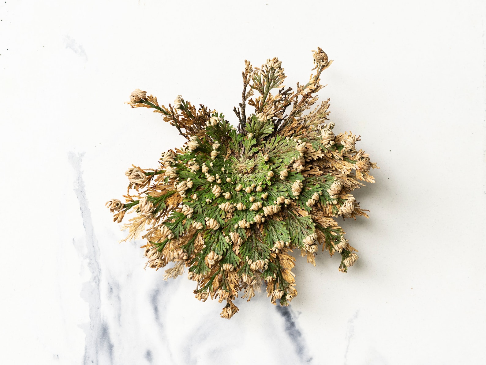 Rose of Jericho Flower // Resurrection Plant // Large // Etsy