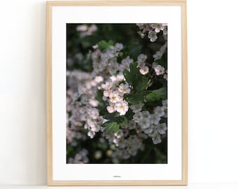 Fine Art Flower Photography Print, Simple Botanical Art Print, Pink And White Boho Chic Home Decor, Bohemian Floral Art Print Wall Decor