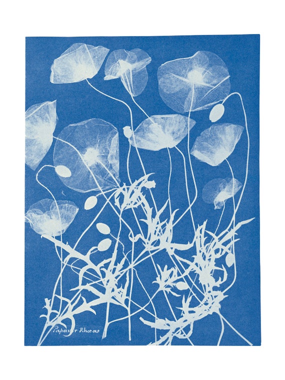 Résultat de recherche d'images pour "cyanotype"