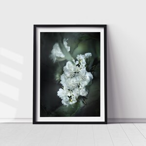 Carnation, Printed carnation photo, Carnation flower, Carnation ART print, Wall decor of carnation, Carnation wall art, unframed print