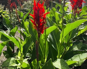 Giant Canna Lily Rhizomes Root - Live Bare Root - Red Flowers - Tropical Garden or Container - Hummingbird Attractor