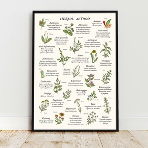 以下が含まれることがあります： 「HERBAL ACTIONS」と題された額入りの植物画は、さまざまなハーブとその薬効に関する詳細なイラストを特徴としています。このアートワークには、各ハーブの利点を説明するテキストが含まれており、自然療法と健康に焦点を当てています。
