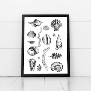 May include: Black and white line drawing of various seashells, twigs, and pine needles. The drawing is framed in a black frame.