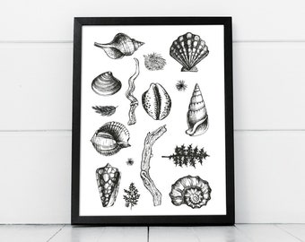 Botanical beach comb found objects, seashell, driftwood, nature study art print.