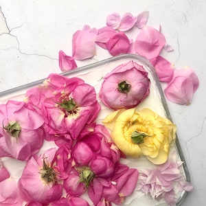 Rose Enfleurage Pomade Vegan Botanical Organic Natural Solid Perfume.