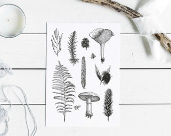 Botanical woodland walk found objects, mushroom, fern, nature study art print.