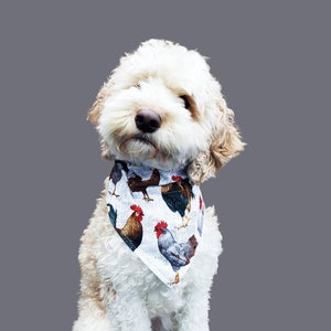 Roosters dog jumper clearance