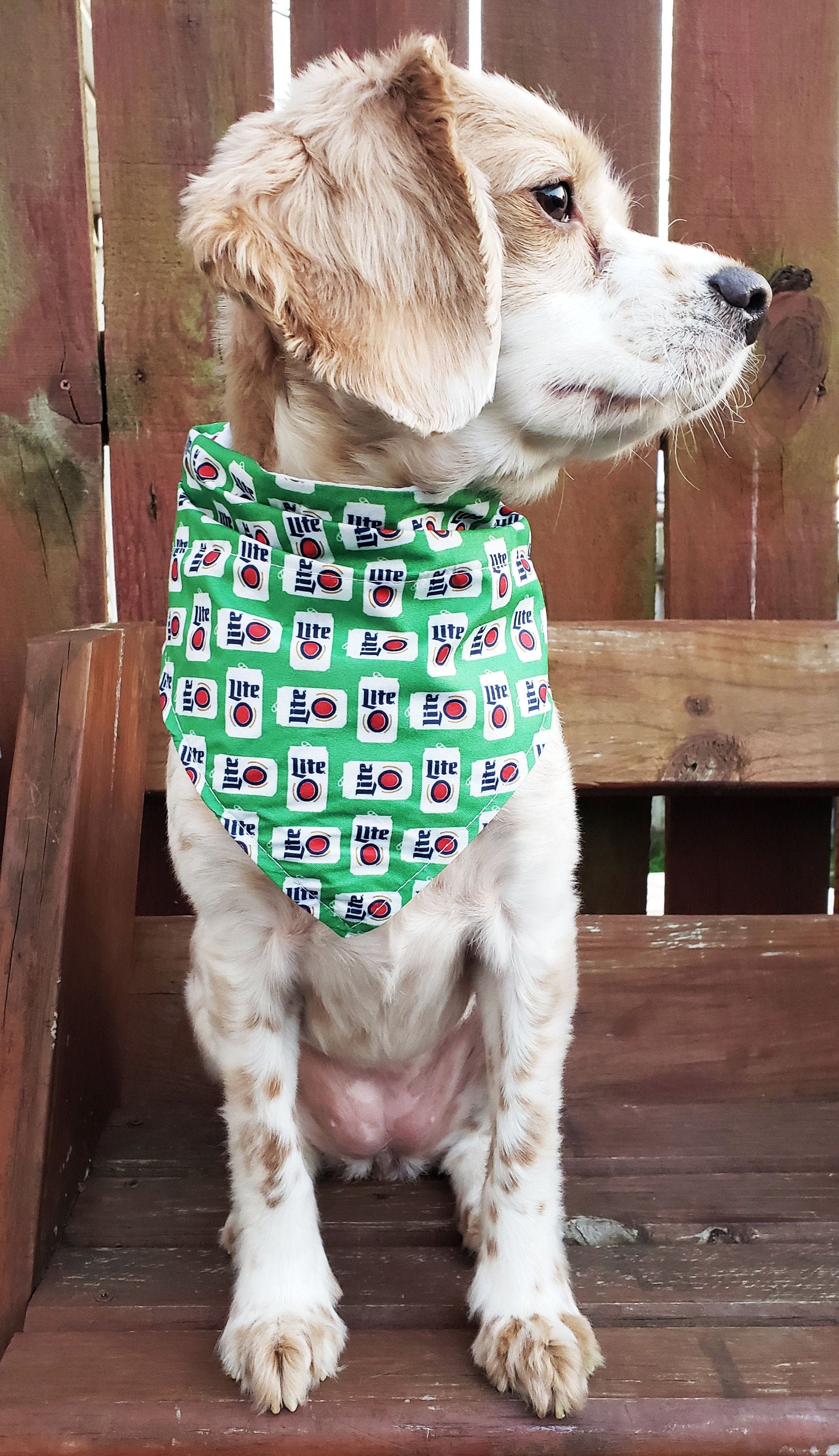 miller lite dog collar