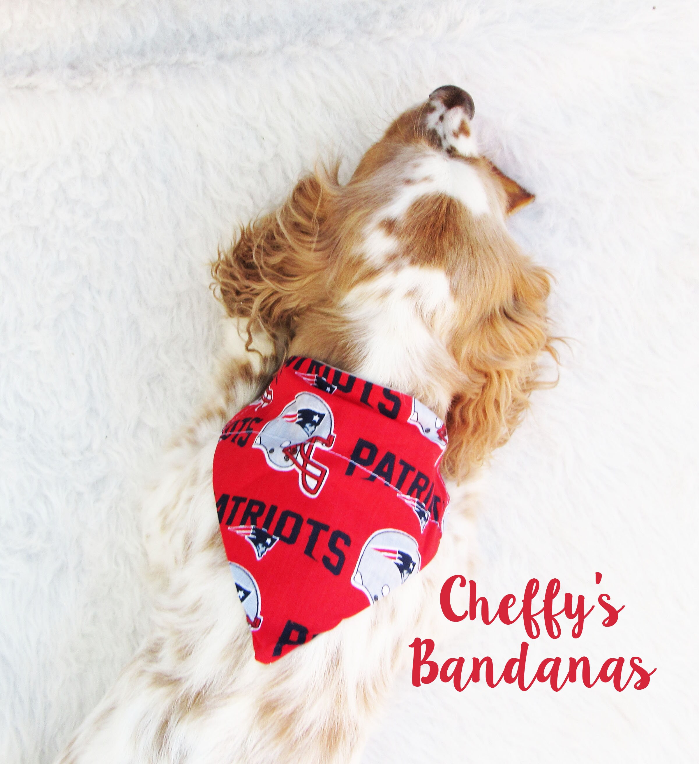 tom brady dog collar