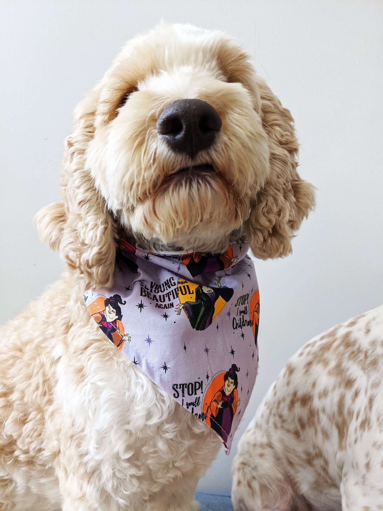 Disney Hocus Pocus Sanderson Sisters Slip on Dog Collar - Etsy UK