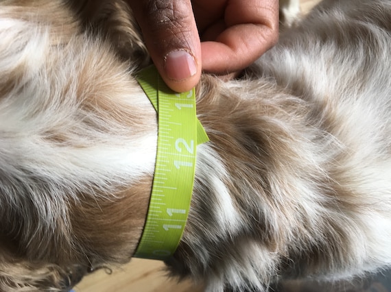 washington capitals dog bandana